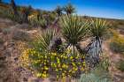 Springtime at the edge of Joshua Tree National Park, California. Art Print